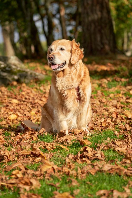 Free A happy Golden Retriever sitting among vibrant autumn leaves in a sunny Oslo park. Stock Photo