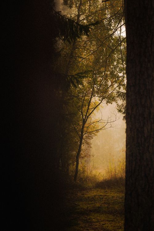 Free Enchanting forest with soft golden light and misty ambiance at twilight. Stock Photo