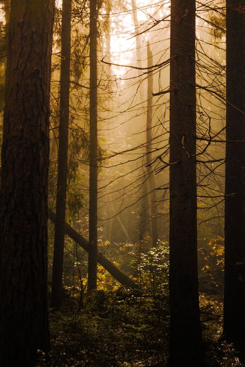 Free Sunlight streams through a misty forest, creating a tranquil and ethereal atmosphere. Stock Photo