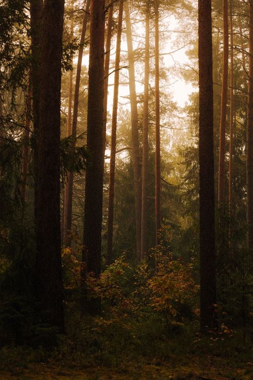 Free Misty autumn forest with sunlight filtering through pine trees, creating a serene atmosphere. Stock Photo