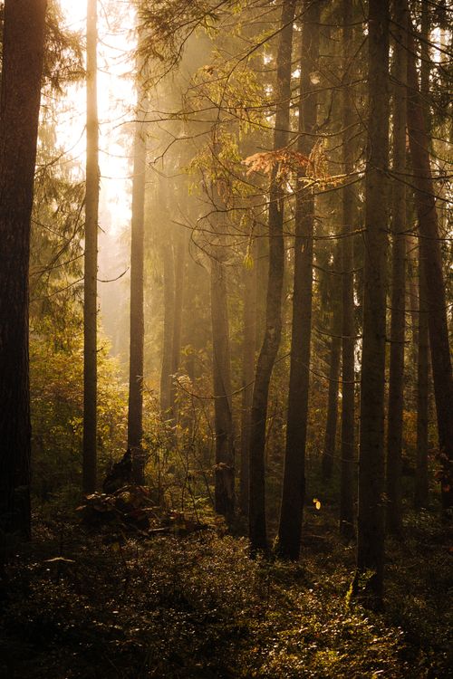 Free Captivating sunlit forest with golden autumn hue, creating a serene atmosphere. Stock Photo