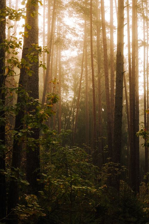 Free Tranquil forest scene with tall trees and morning mist, creating a serene and dreamy atmosphere. Stock Photo