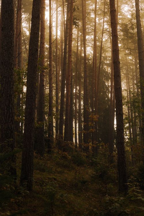 Free Tall trees in a misty forest at sunrise creating a serene and atmospheric view. Stock Photo