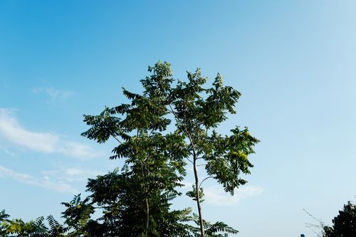 Free Tall trees with green leaves reaching into a clear blue sky captured on a sunny day. Stock Photo