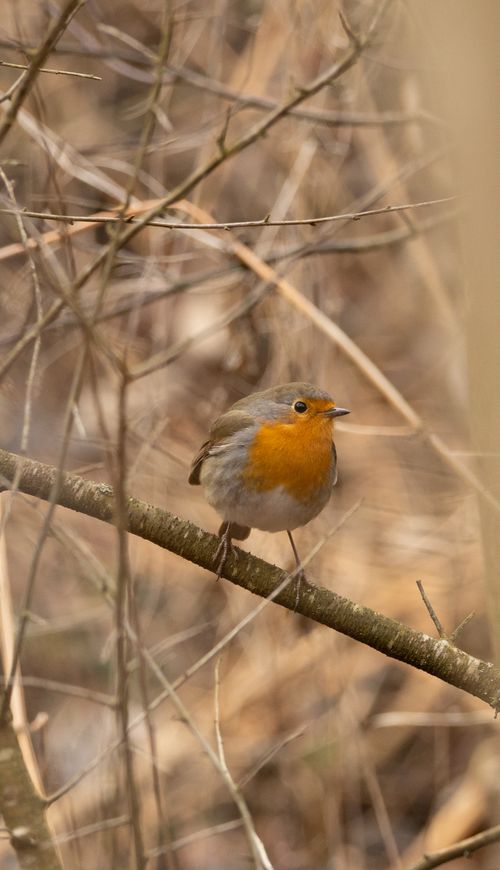 Free A European robin (Erithacus rubecula) sits on a branch amidst dry woodland twigs. Stock Photo