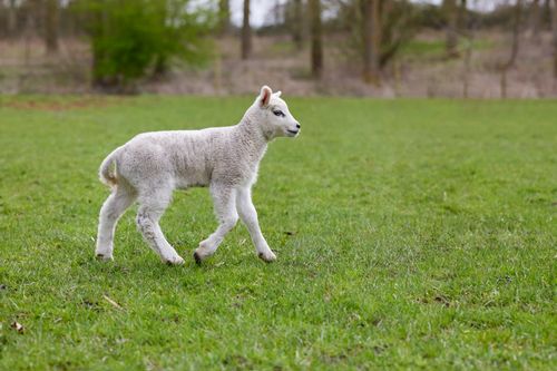 Free A cute white lamb strolling in a lush green countryside meadow during spring. Stock Photo