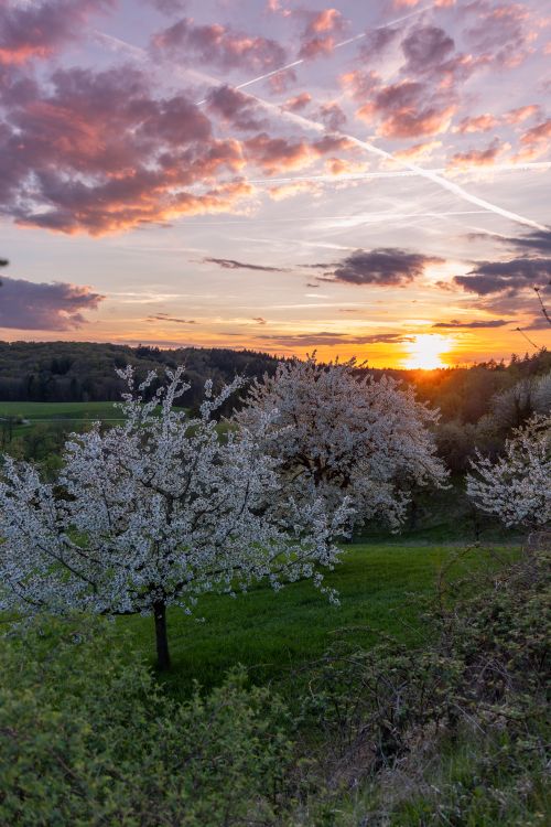 Free Beautiful sunset over cherry blossoms in Owen, Germany, capturing nature's vibrant colors. Stock Photo