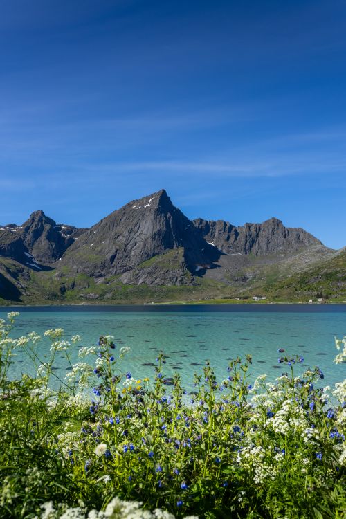 Free A vibrant view of Nordland's mountains and clear fjord with wildflowers in Norway. Stock Photo