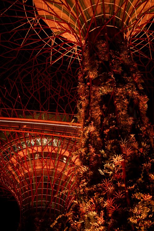 Free A dramatic nighttime shot of illuminated Supertree structures in Singapore's Gardens by the Bay. Stock Photo