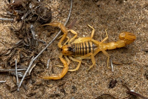 Free Close-up of a yellow scorpion in Valencia, Spain, showcasing its natural habitat and distinct features. Stock Photo