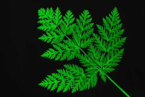 Free A close-up of bright green fern leaves against a dark backdrop, showcasing nature's intricate beauty. Stock Photo
