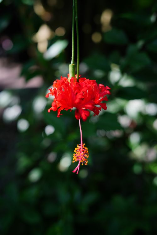 Free Close-up of a vivid red hibiscus flower in a lush Detroit garden with soft focus background. Stock Photo