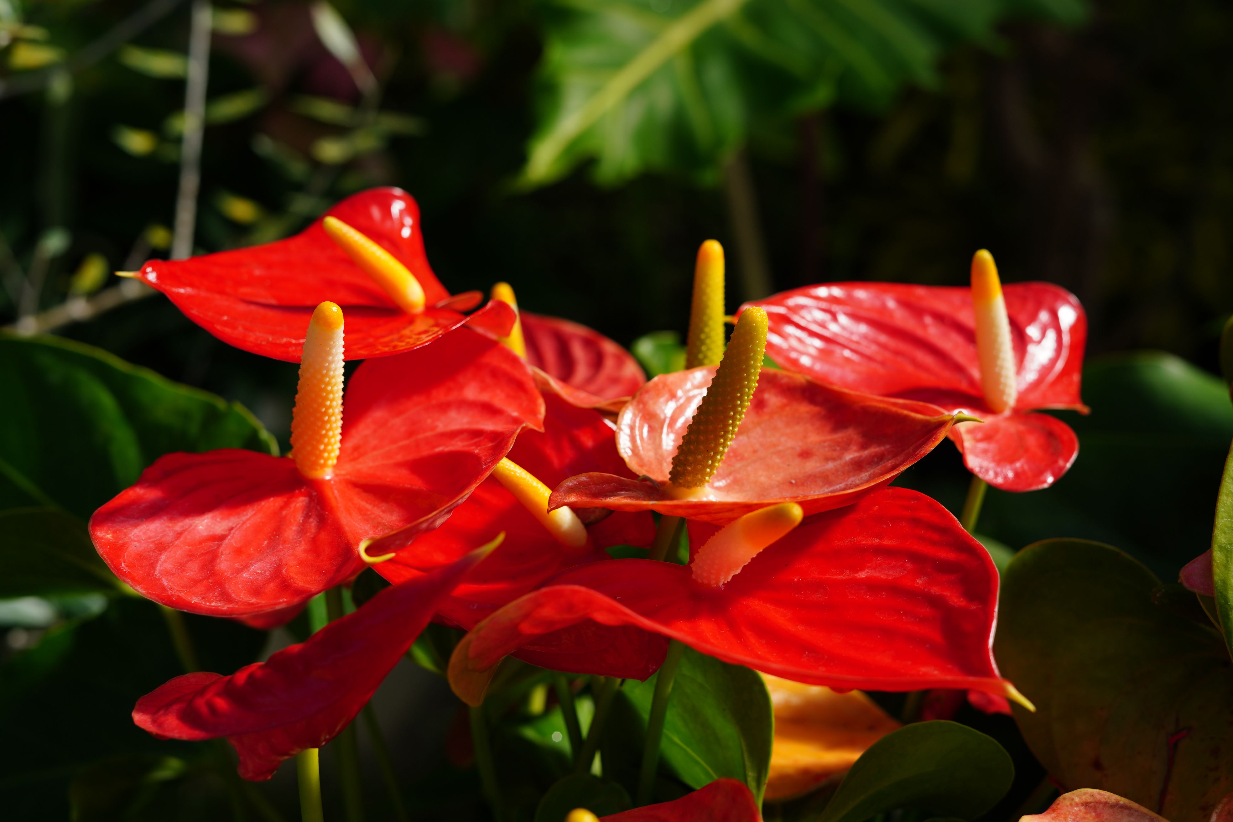 Vuelos baratos a Honolulu