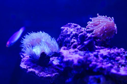 Free A vivid coral and fish scene captured underwater, showcasing vibrant marine life and colorful corals. Stock Photo