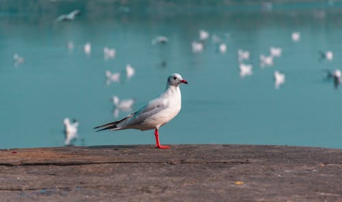 Imagine de stoc gratuită din animal, aviar, faună sălbatică