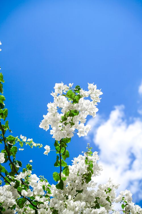 Free Beautiful white flowers blooming under a clear blue sky in Jerusalem's scenic spring. Stock Photo