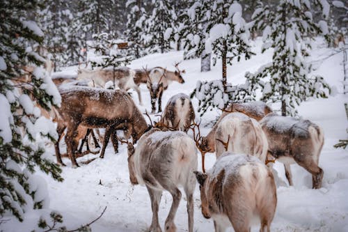 Free Herd Of Animals On Snow Covered Ground Stock Photo