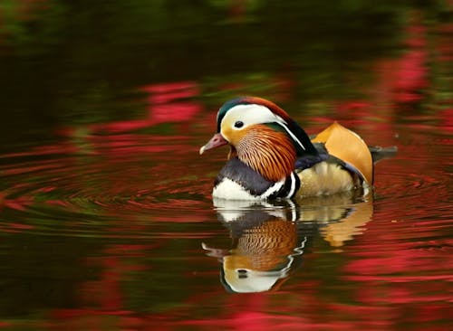 Gündüz Kırmızı Sularda Bej Siyah Mandarin ördeği