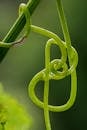 Tangle Images