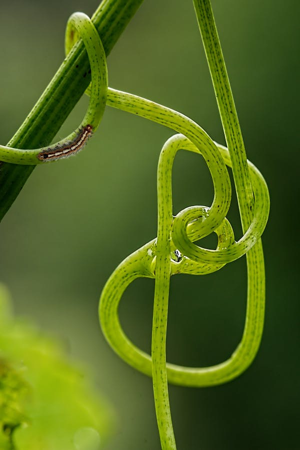 Green Vines