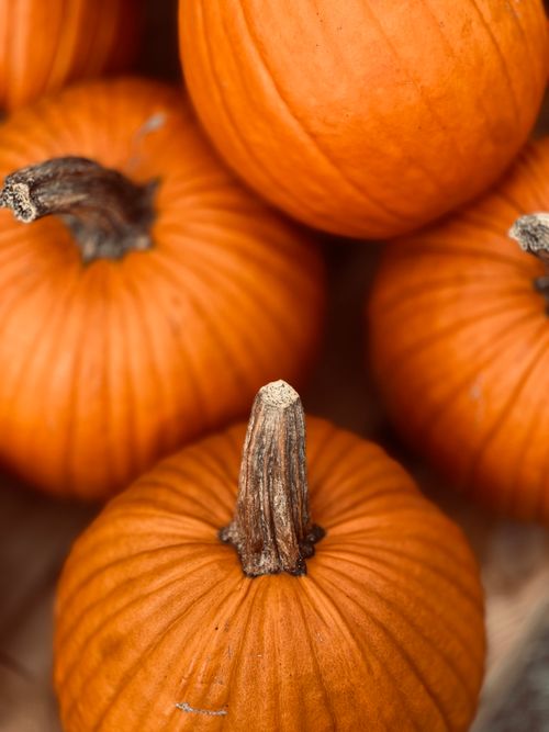 Free A detailed look at ripe, orange pumpkins arranged closely, perfect for fall themes. Stock Photo