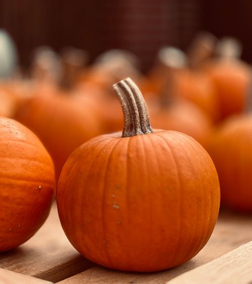Free Vibrant orange pumpkins with natural texture create a warm fall ambiance. Stock Photo