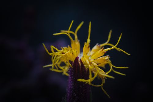 Free A striking macro shot of a yellow flower with vivid petals against a dark backdrop. Stock Photo