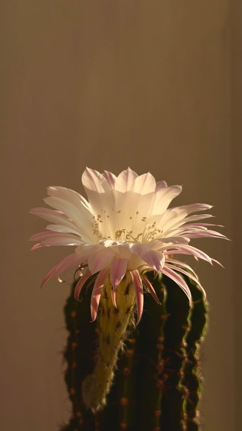 Free Close-up of a blooming white cactus flower with pink tips in warm lighting. Stock Photo