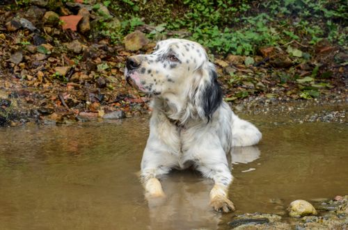 Free A white English Setter dog with black spots lying in a muddy puddle surrounded by rocks and greenery outdoors. Stock Photo