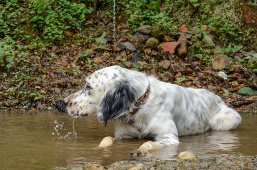 Free An English Setter dog enjoying a cool stream surrounded by lush nature. Stock Photo
