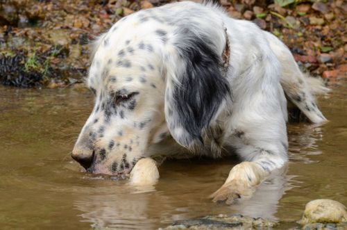 Free Close-up of an English Setter drinking water from a rocky stream, showcasing its natural habitat. Stock Photo