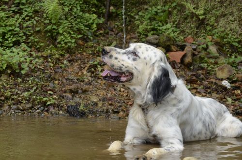 Free An English Setter dog relaxing and cooling off in a natural stream among greenery. Stock Photo