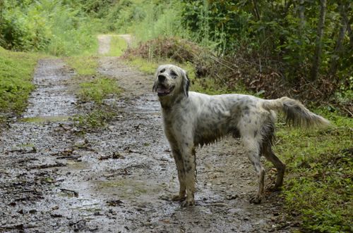 Free A cheerful dog stands on a muddy path in a lush green forest, showcasing the joy of nature. Stock Photo