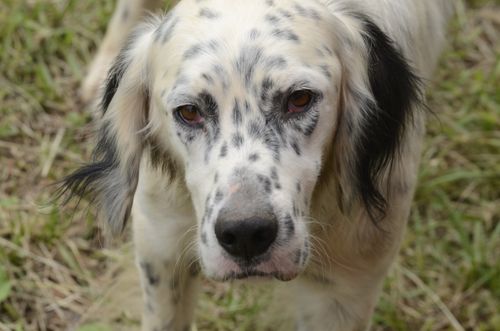 Free A close-up image of an English Setter with distinct black spots, looking directly at the camera outdoors on grass. Stock Photo