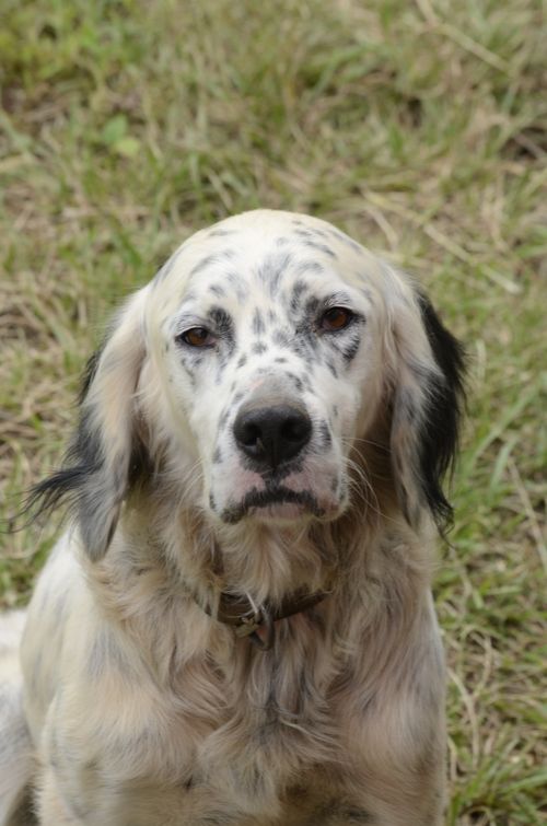 Free Portrait of an English Setter dog sitting on grass, showing its gentle demeanor and distinctive coat. Stock Photo
