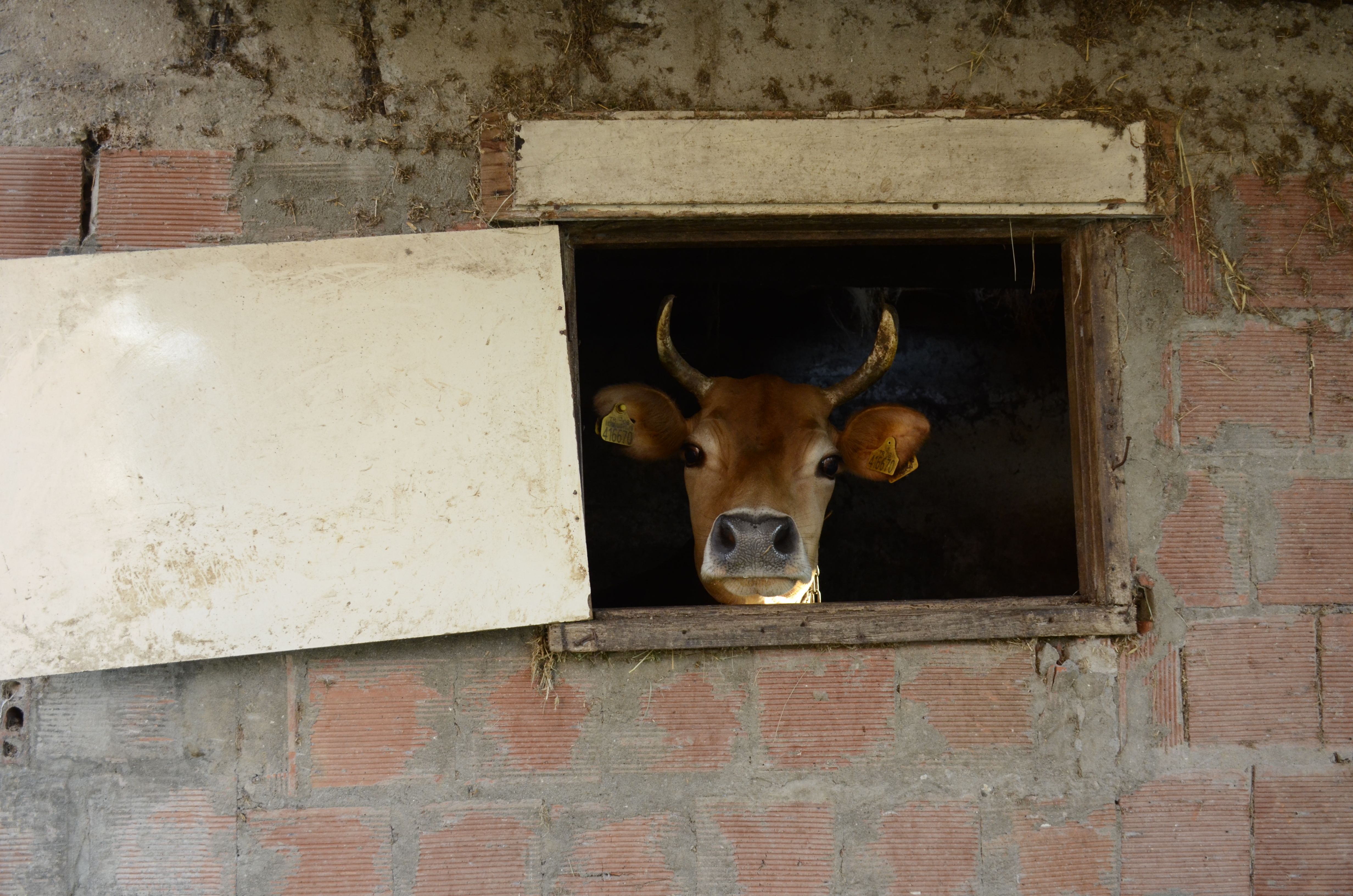 Dog Found Cowering in Cow Stable Survives Stampede and Finds Safety