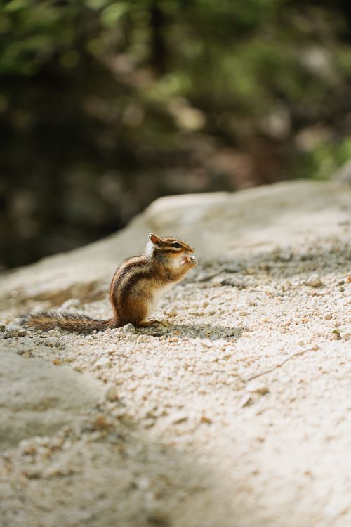 Free Cute chipmunk perched on sandy ground, Sokcho-si, Korea. Stock Photo