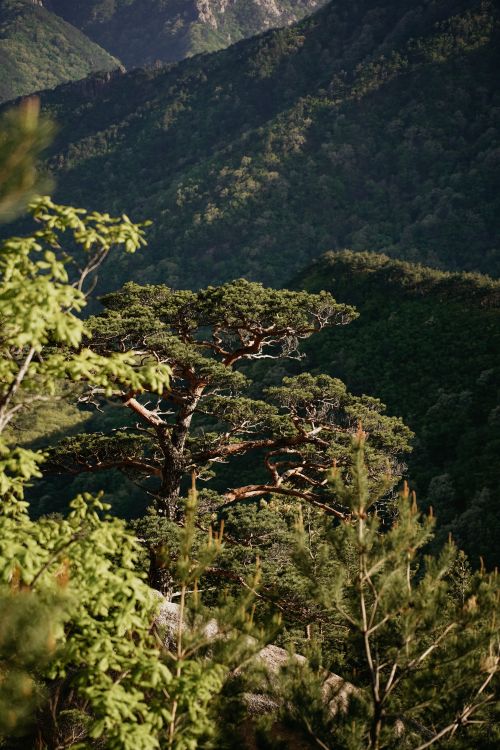 Free Tranquil pine tree amidst lush green mountains in Sokcho-si, South Korea. Stock Photo