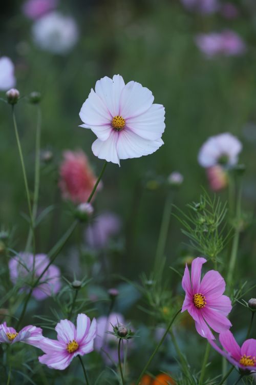 Free Close-up of colorful cosmos flowers in a lush outdoor garden. Stock Photo