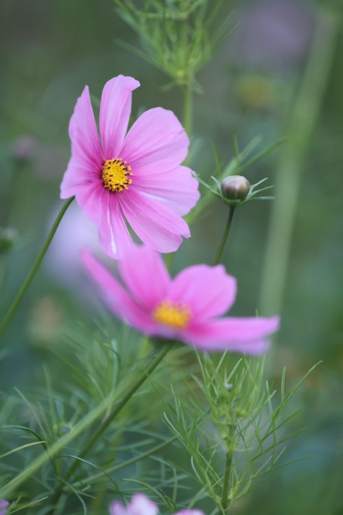 Free Close-up of vibrant pink Cosmos flowers in natural garden setting highlighting their beauty. Stock Photo
