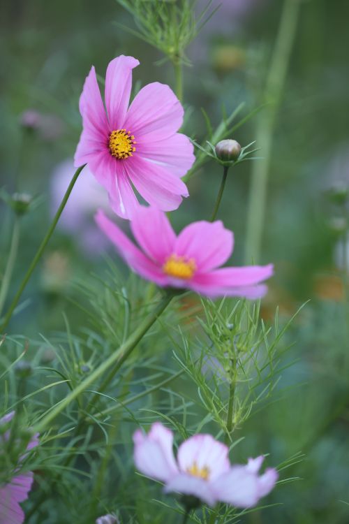 Free Close-up of vibrant pink cosmos flowers in full bloom outdoors. Stock Photo