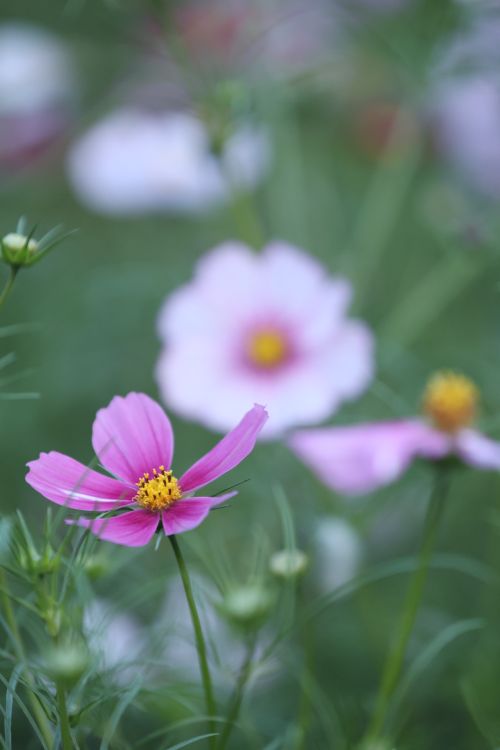 Free Vivid close-up of pink cosmos flowers with blurred background, showcasing natural beauty. Stock Photo