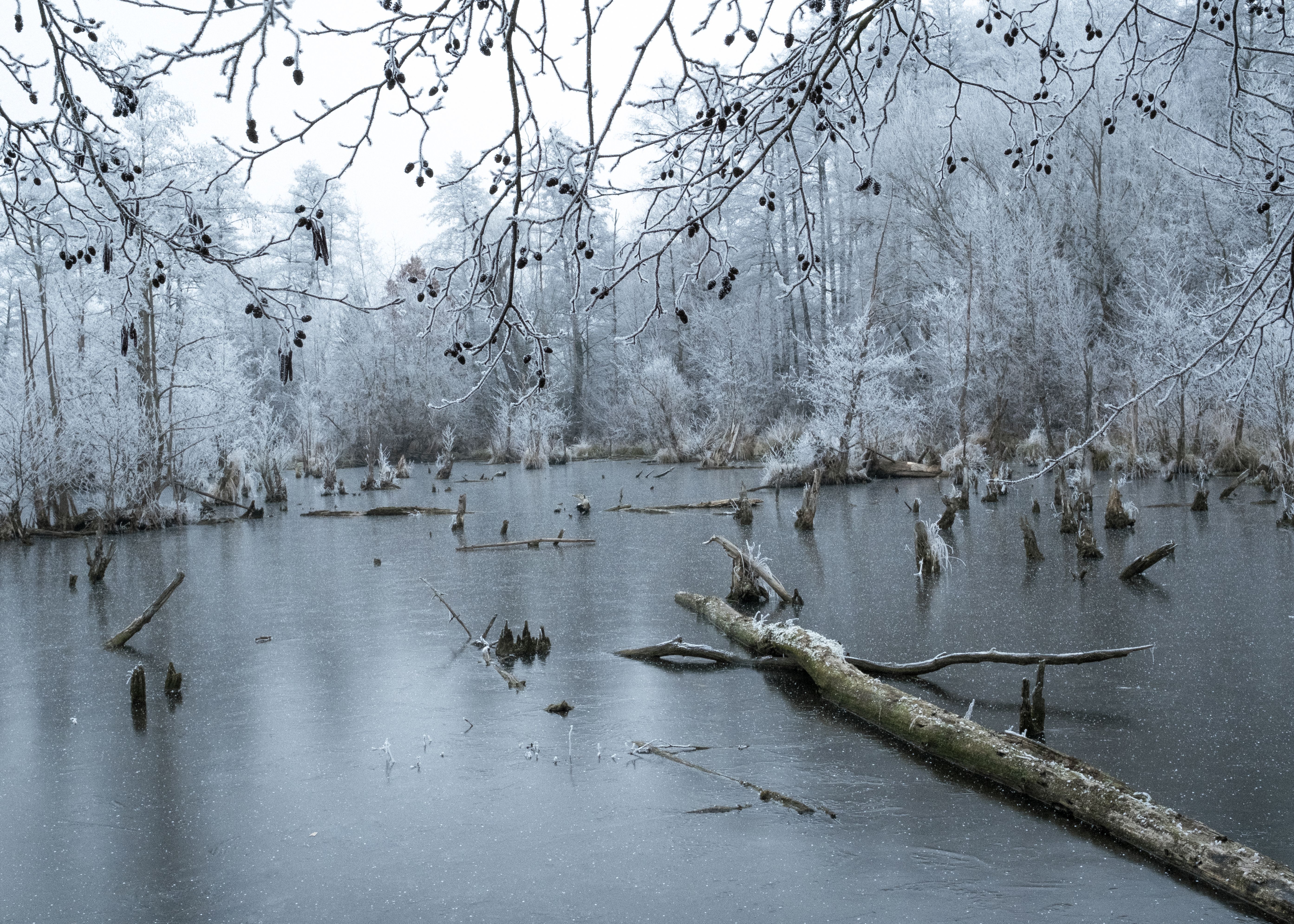 Capture the tranquility of a winter landscape with icy trees and frozen lake.