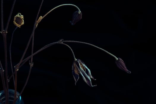 Dark and moody still life of dry, preserved flowers on a black background.