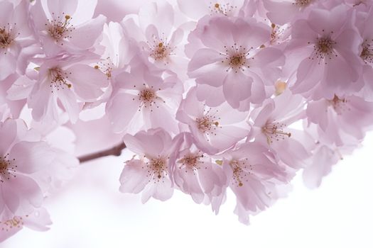 春天里盛开的柔粉色樱花，被镜头捕捉了下来。 - 相关推荐