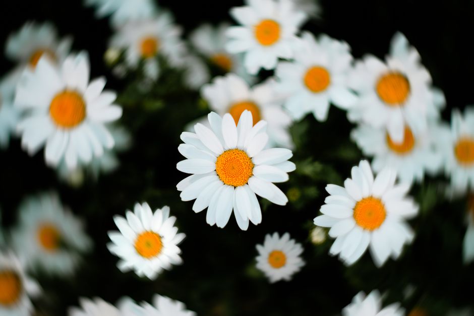 Close-up shot of white daisies with yellow centers in full bloom, showcasing natural beauty.