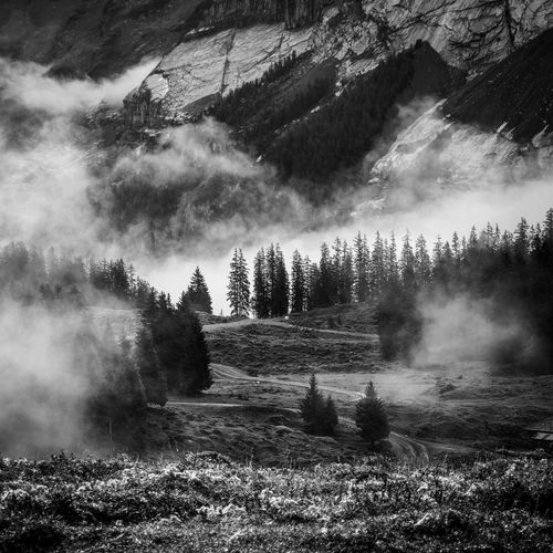 Free Black and white photograph capturing a mystical mountain landscape with fog and coniferous trees. Stock Photo