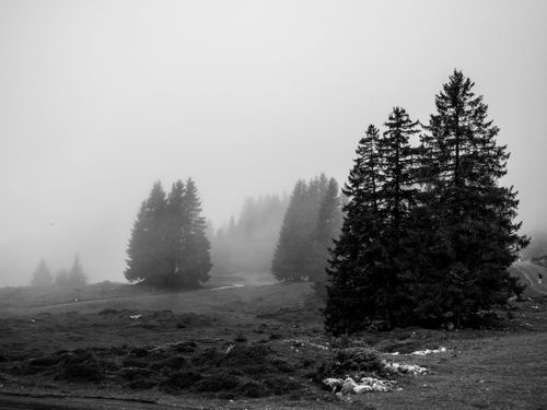 Free A serene black and white image of a mist-covered pine forest with a moody atmosphere. Stock Photo