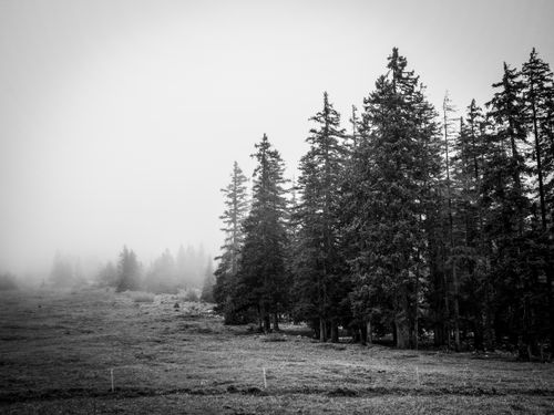 Free A misty forest with tall trees and fog in a serene black and white scene. Stock Photo