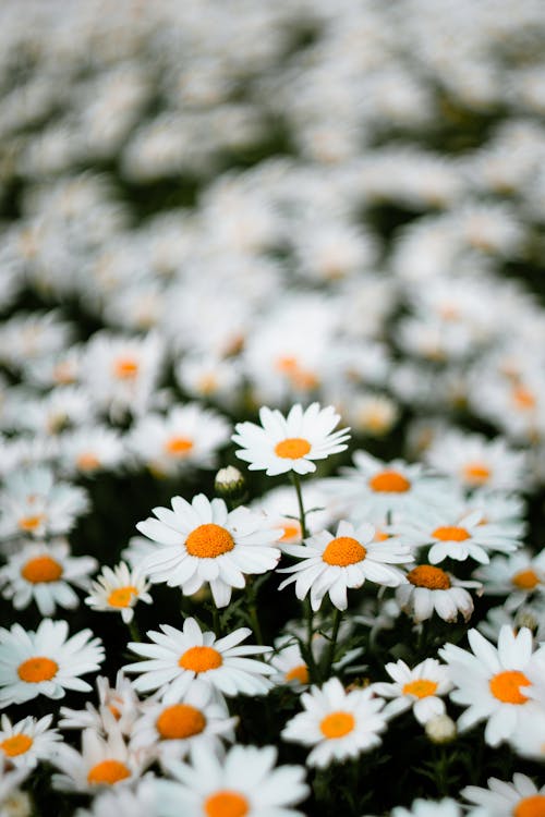 Free White and Yellow Flowers in Tilt Shift Lens Stock Photo